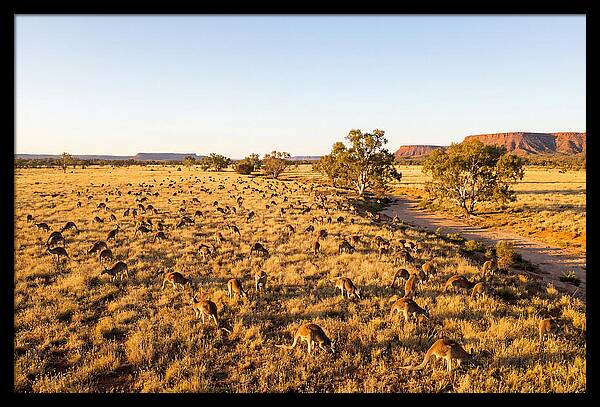 Red Kangaroo Mob Grazing