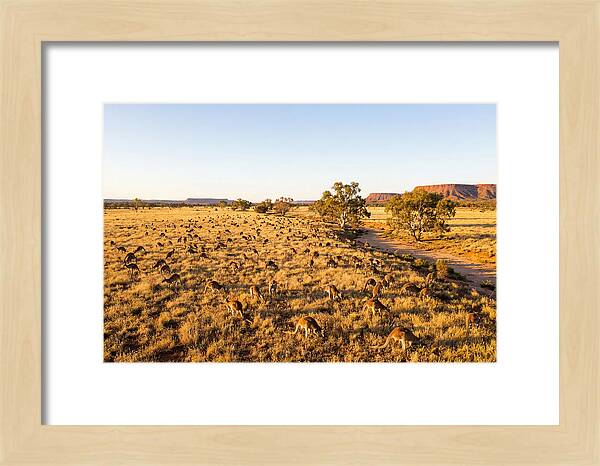 Red Kangaroo Mob Grazing