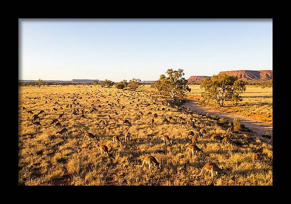 Red Kangaroo Mob Grazing