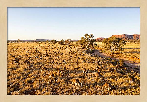 Red Kangaroo Mob Grazing