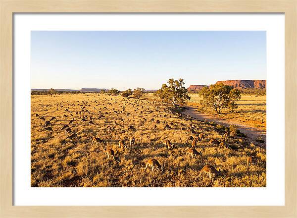 Red Kangaroo Mob Grazing