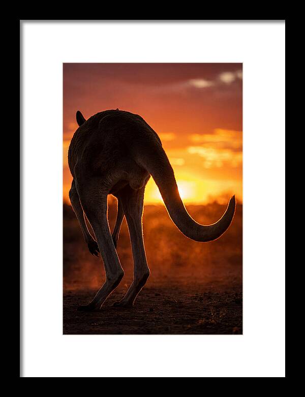Red Kangaroo Silhouette At Dusk