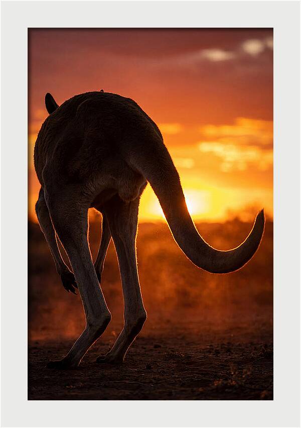 Red Kangaroo Silhouette At Dusk