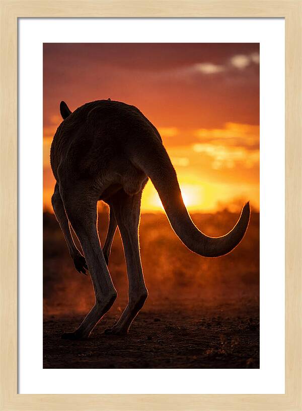 Red Kangaroo Silhouette At Dusk