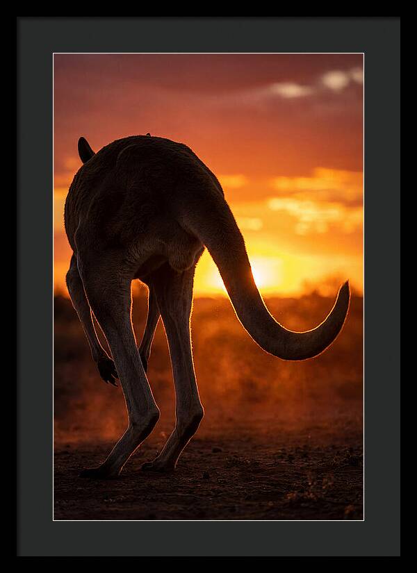 Red Kangaroo Silhouette At Dusk