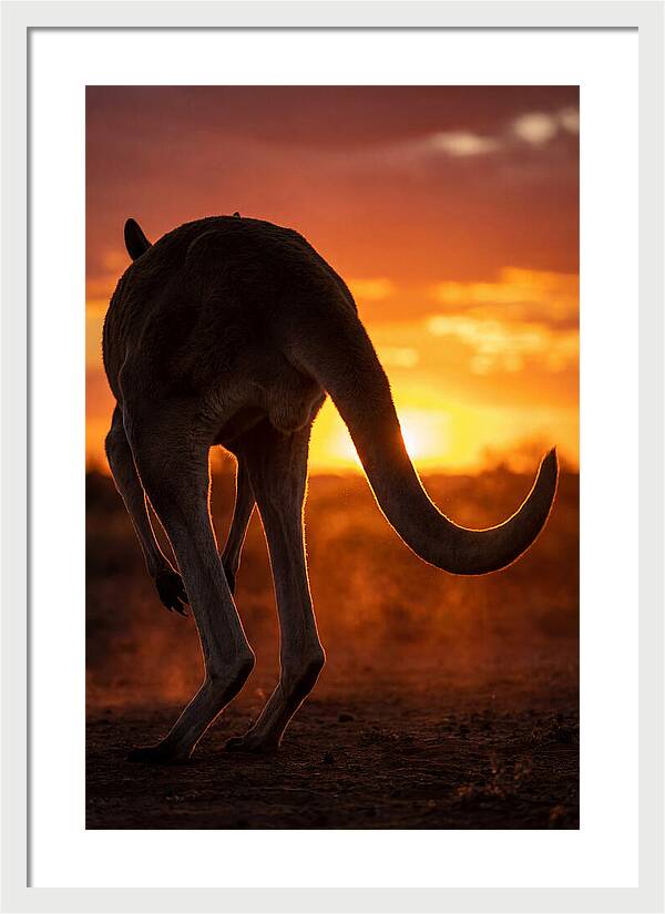 Red Kangaroo Silhouette At Dusk