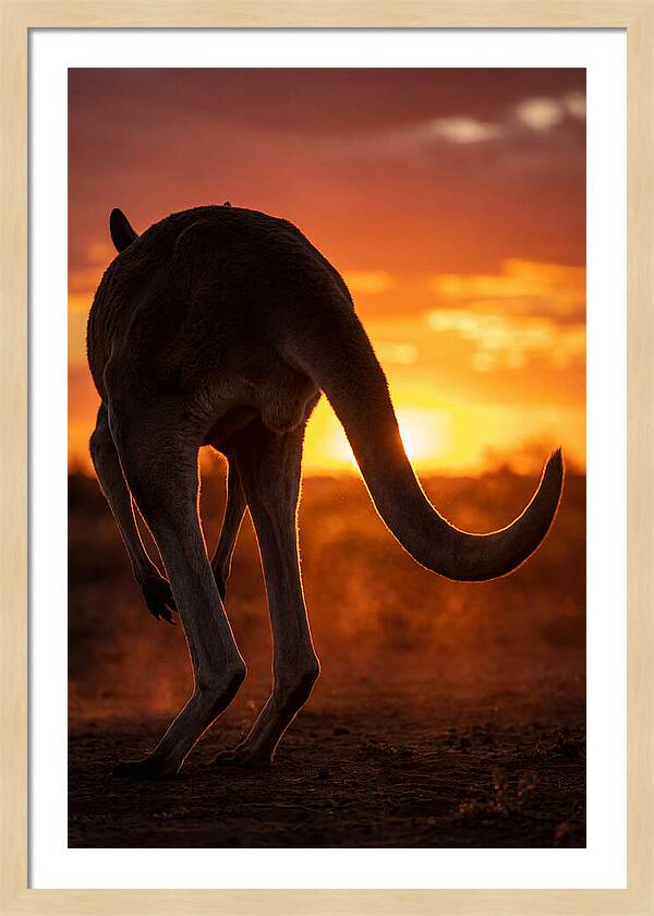 Red Kangaroo Silhouette At Dusk