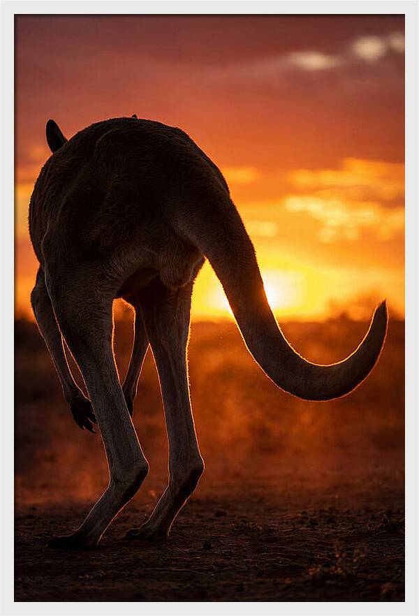 Red Kangaroo Silhouette At Dusk