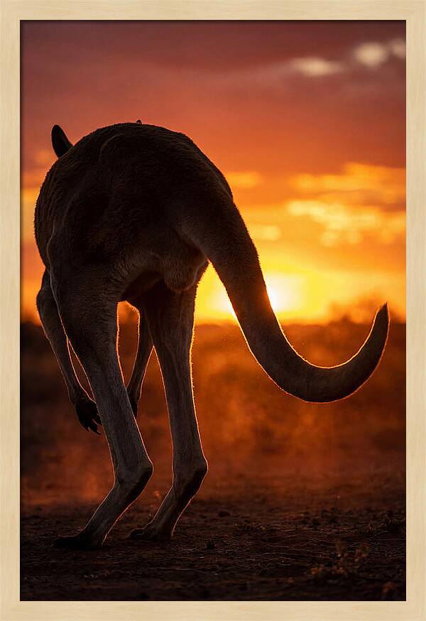 Red Kangaroo Silhouette At Dusk