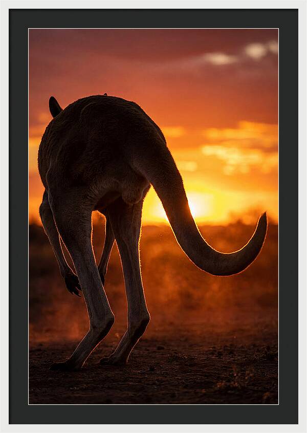 Red Kangaroo Silhouette At Dusk