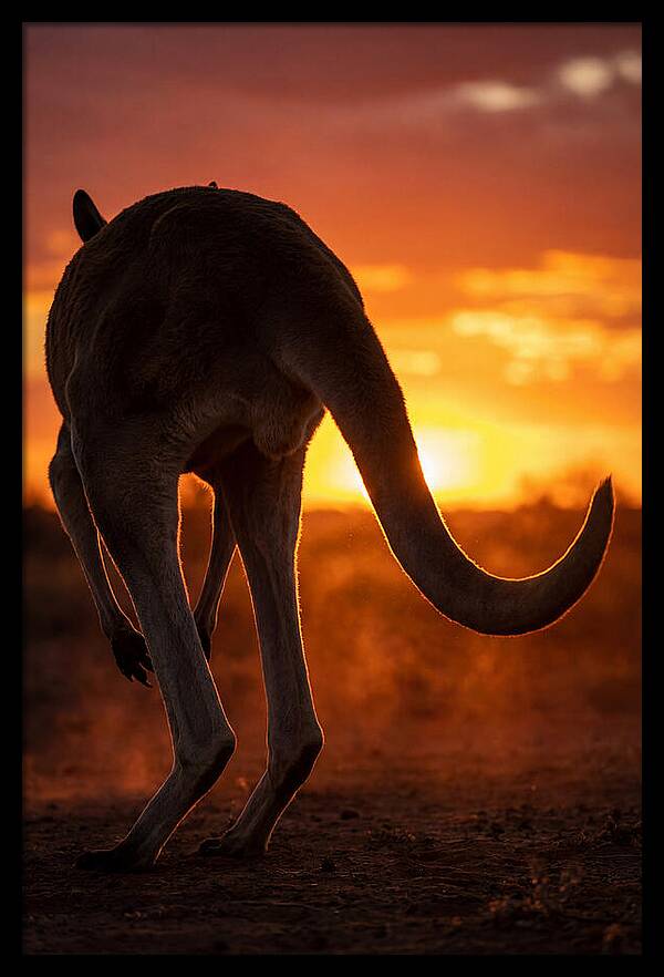 Red Kangaroo Silhouette At Dusk