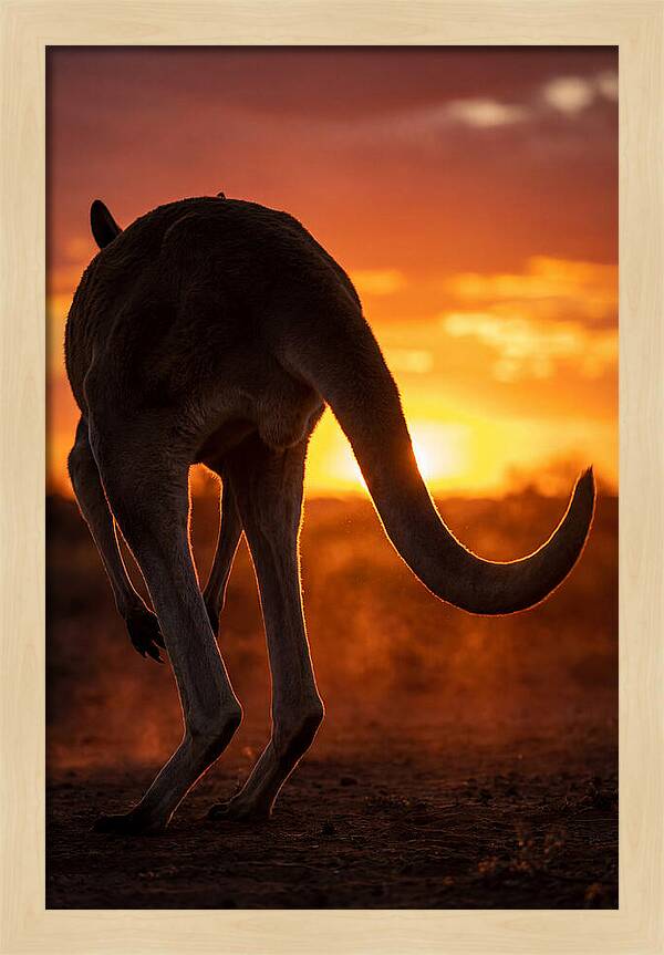 Red Kangaroo Silhouette At Dusk