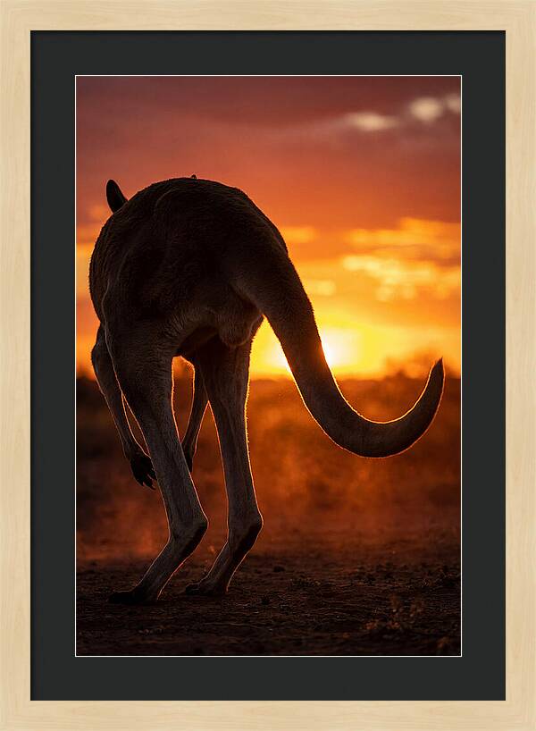 Red Kangaroo Silhouette At Dusk