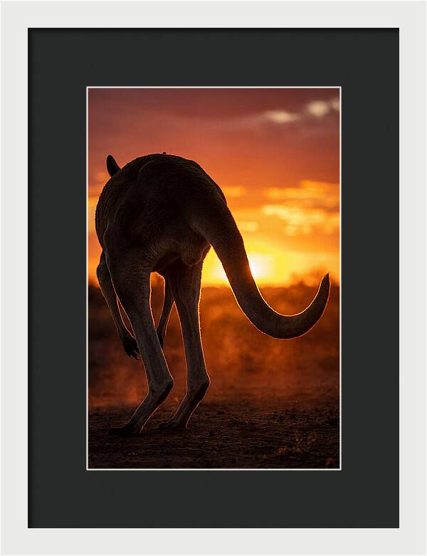 Red Kangaroo Silhouette At Dusk