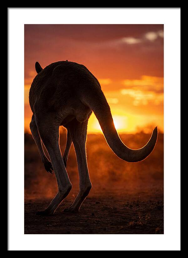 Red Kangaroo Silhouette At Dusk