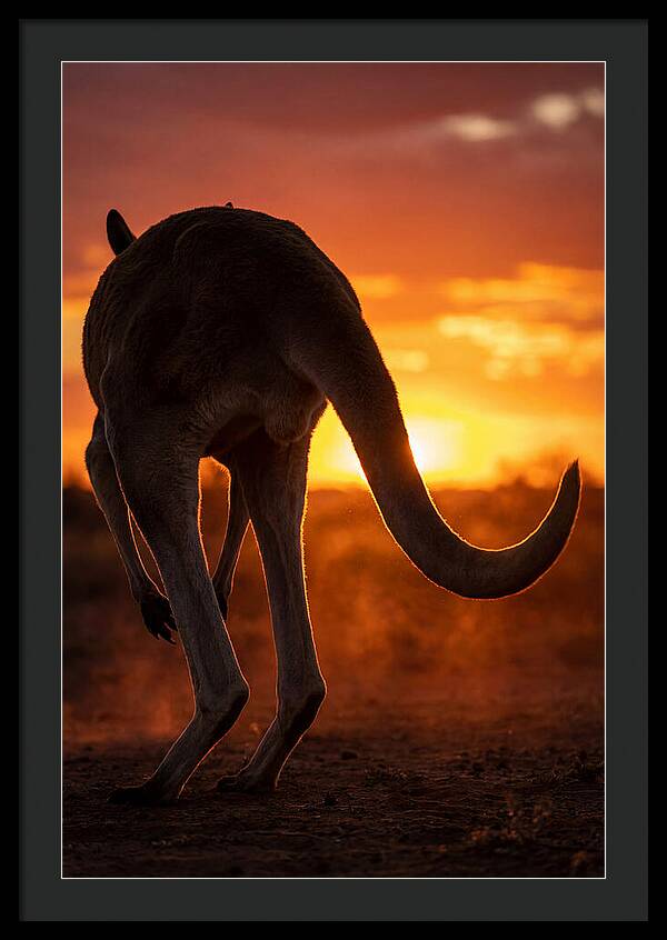 Red Kangaroo Silhouette At Dusk