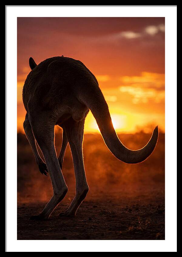 Red Kangaroo Silhouette At Dusk