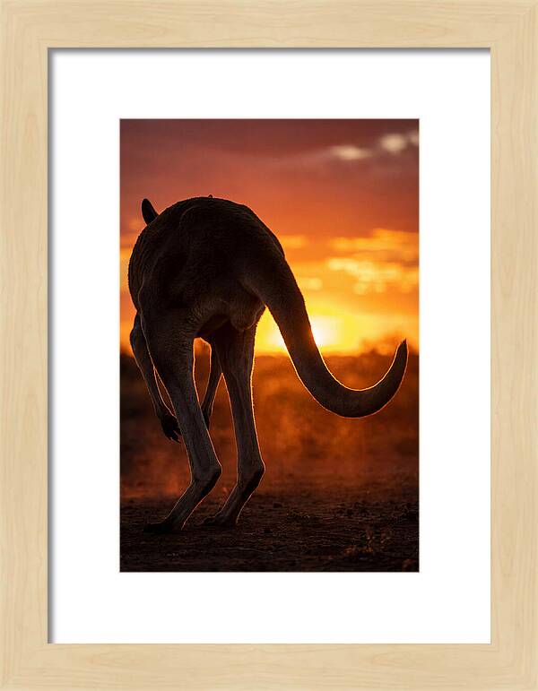 Red Kangaroo Silhouette At Dusk