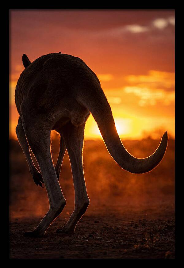 Red Kangaroo Silhouette At Dusk