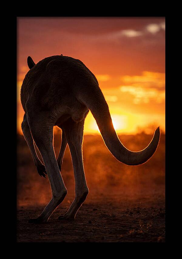 Red Kangaroo Silhouette At Dusk