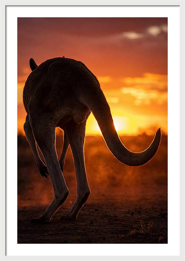 Red Kangaroo Silhouette At Dusk