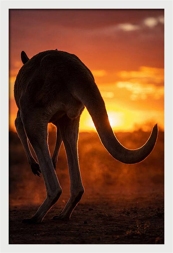 Red Kangaroo Silhouette At Dusk