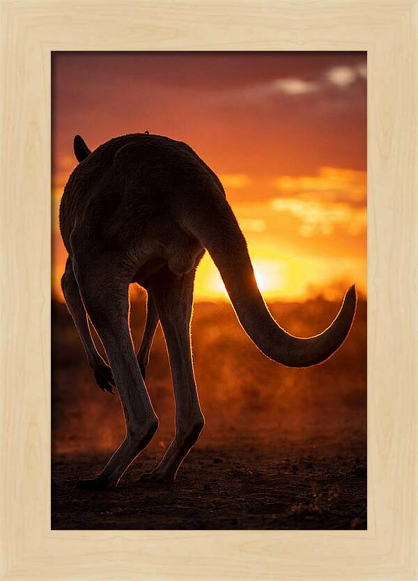 Red Kangaroo Silhouette At Dusk
