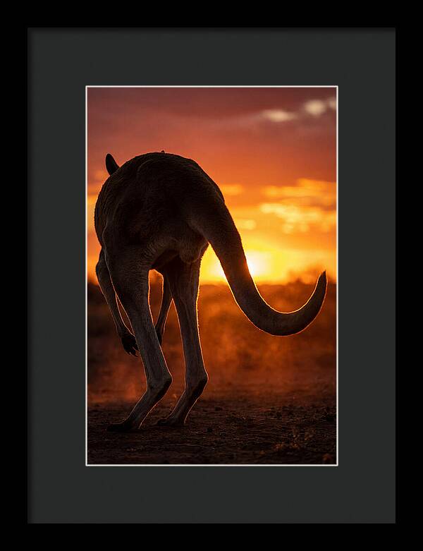 Red Kangaroo Silhouette At Dusk