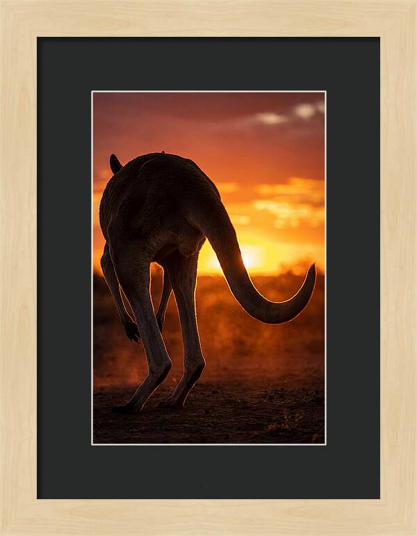 Red Kangaroo Silhouette At Dusk