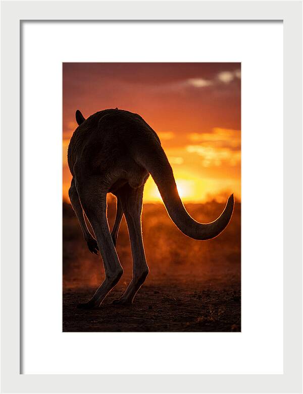 Red Kangaroo Silhouette At Dusk