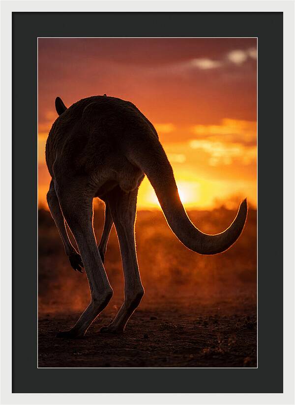 Red Kangaroo Silhouette At Dusk