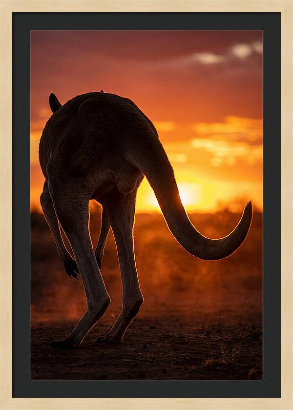 Red Kangaroo Silhouette At Dusk