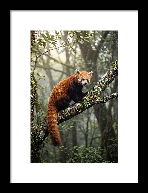 Red Panda Perched In Nature