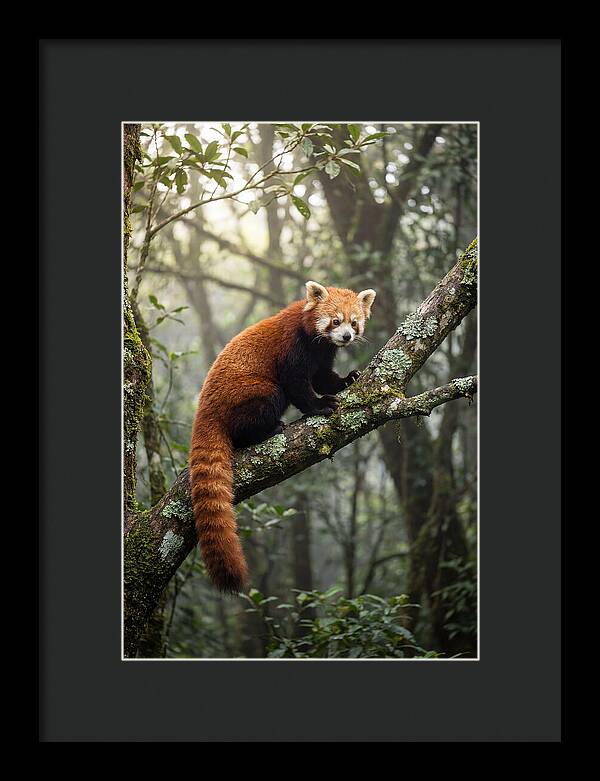 Red Panda Perched In Nature