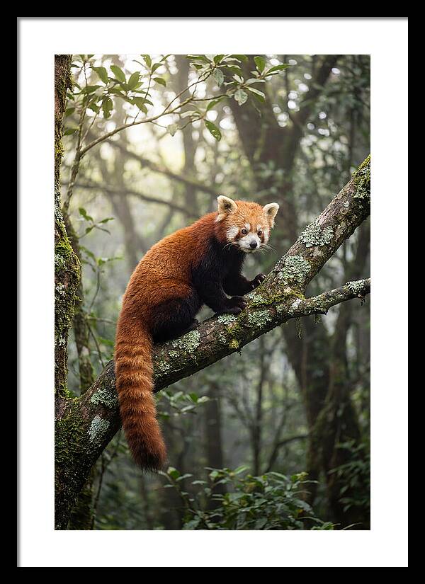 Red Panda Perched In Nature