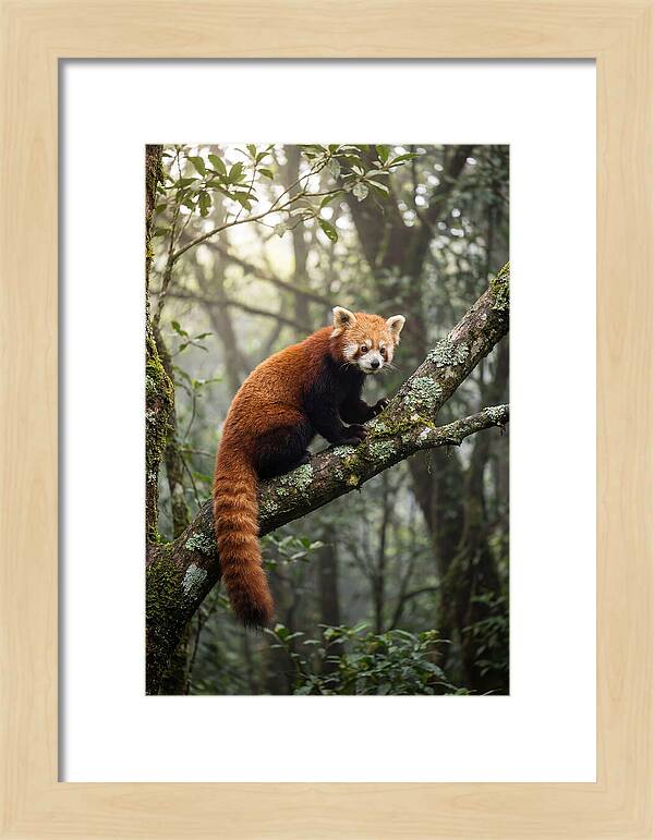 Red Panda Perched In Nature