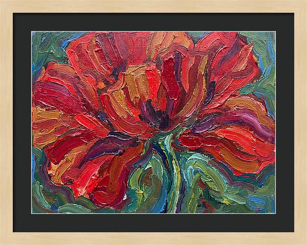 Red Poppy Bloom