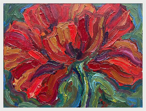 Red Poppy Bloom