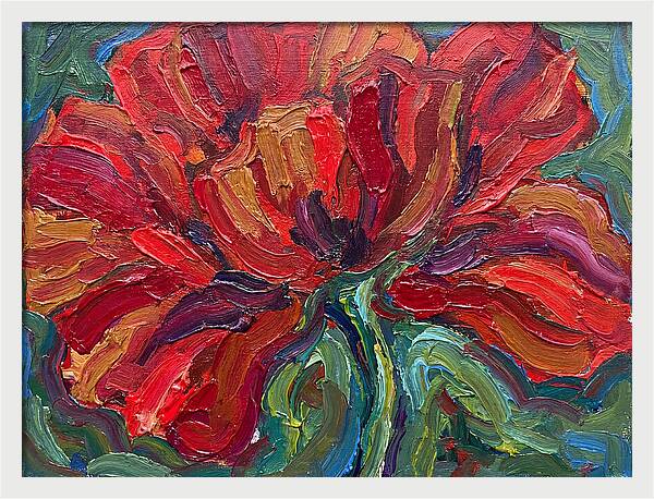 Red Poppy Bloom