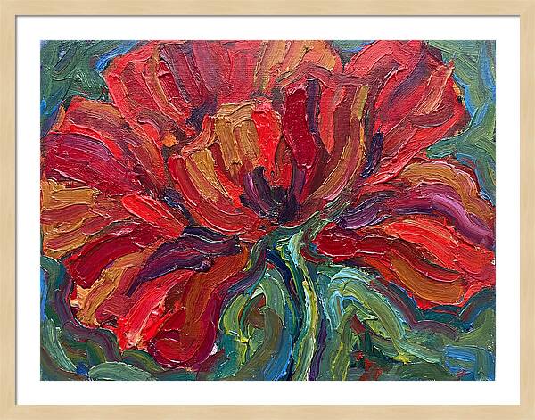 Red Poppy Bloom