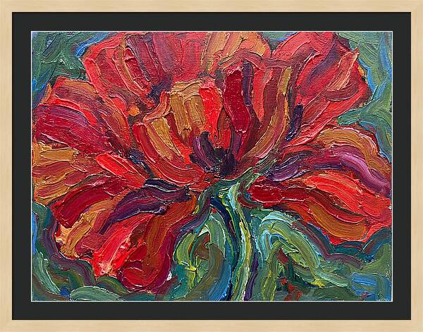 Red Poppy Bloom