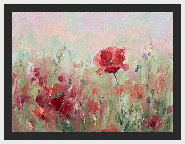 Red Poppy Field In Bloom