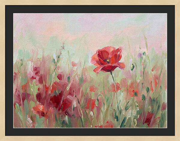 Red Poppy Field In Bloom