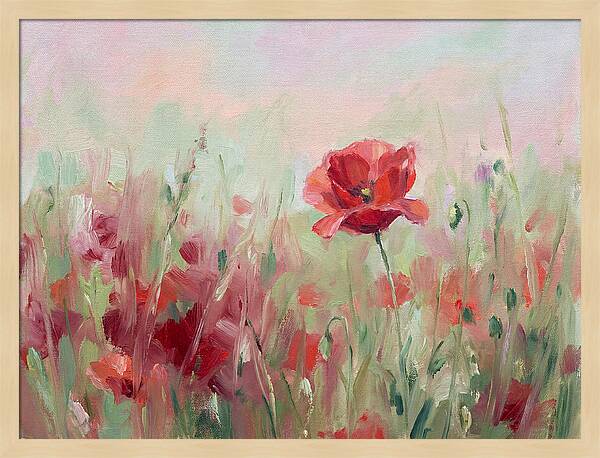 Red Poppy Field In Bloom