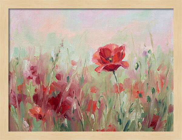 Red Poppy Field In Bloom