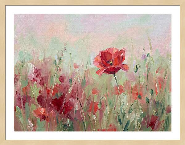 Red Poppy Field In Bloom
