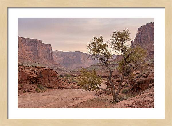 Red Rock Canyon Serenity