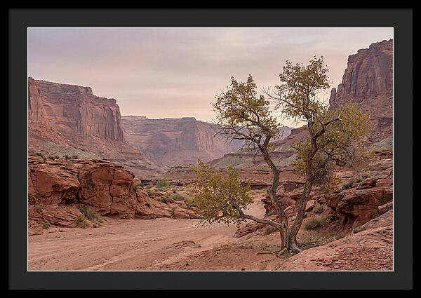 Red Rock Canyon Serenity