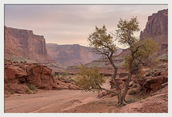 Red Rock Canyon Serenity