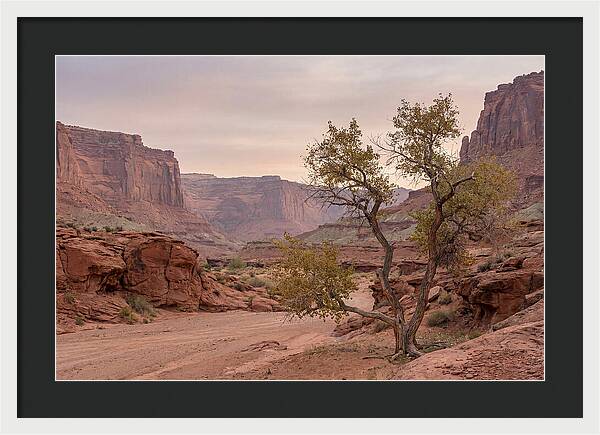 Red Rock Canyon Serenity